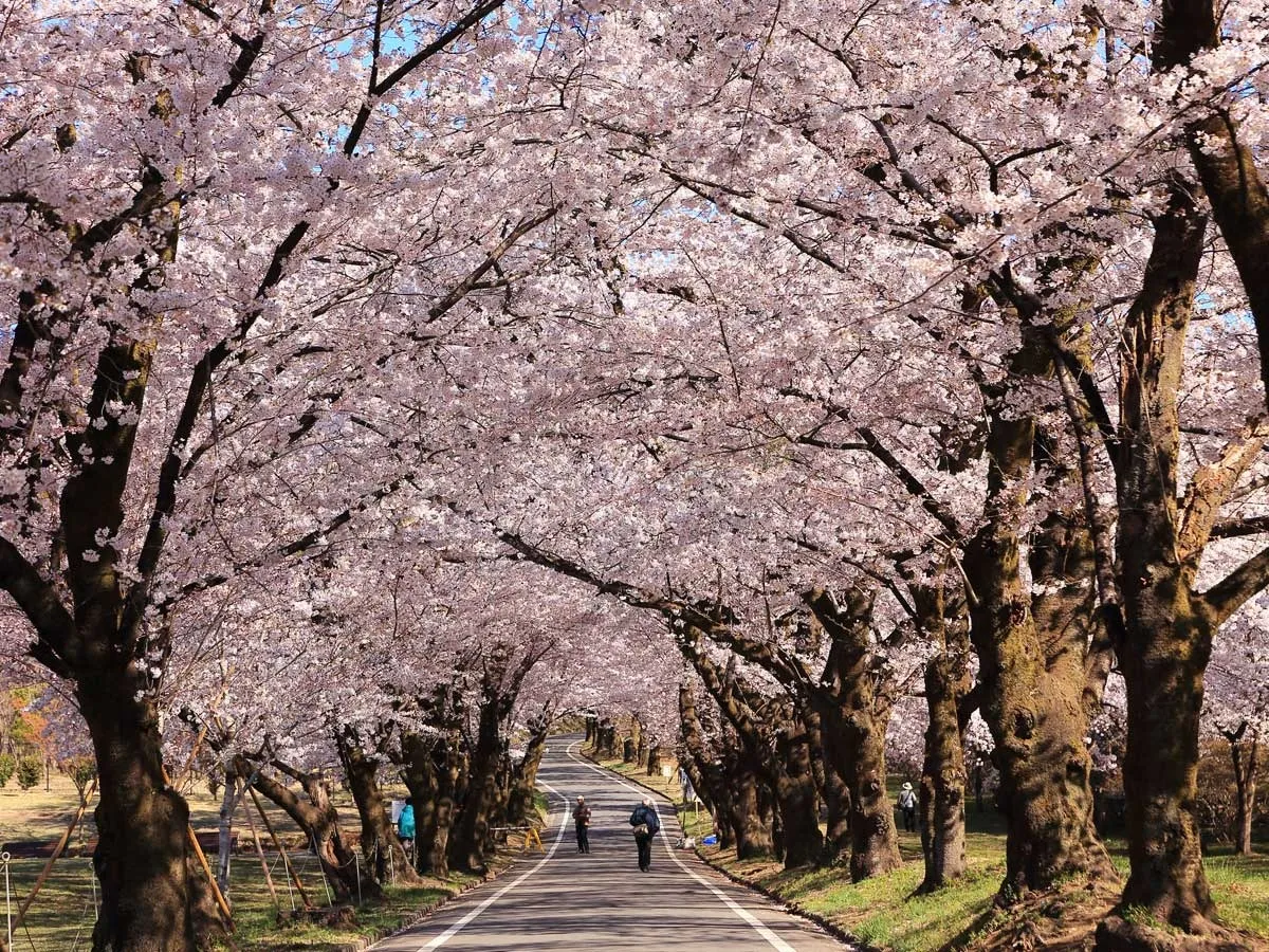 桜が満開ですね