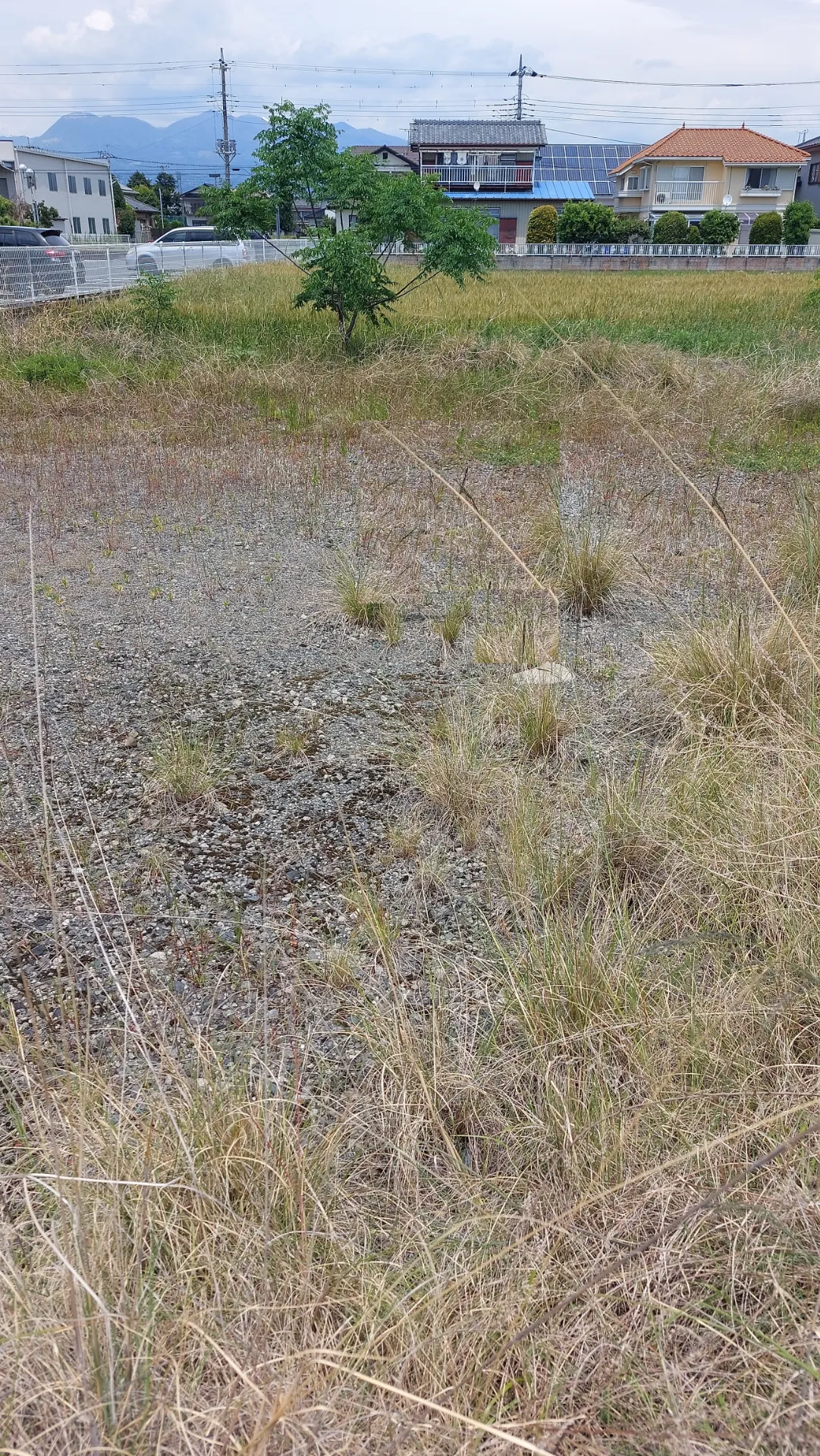 今年の雑草対策は 草刈り草むしり?