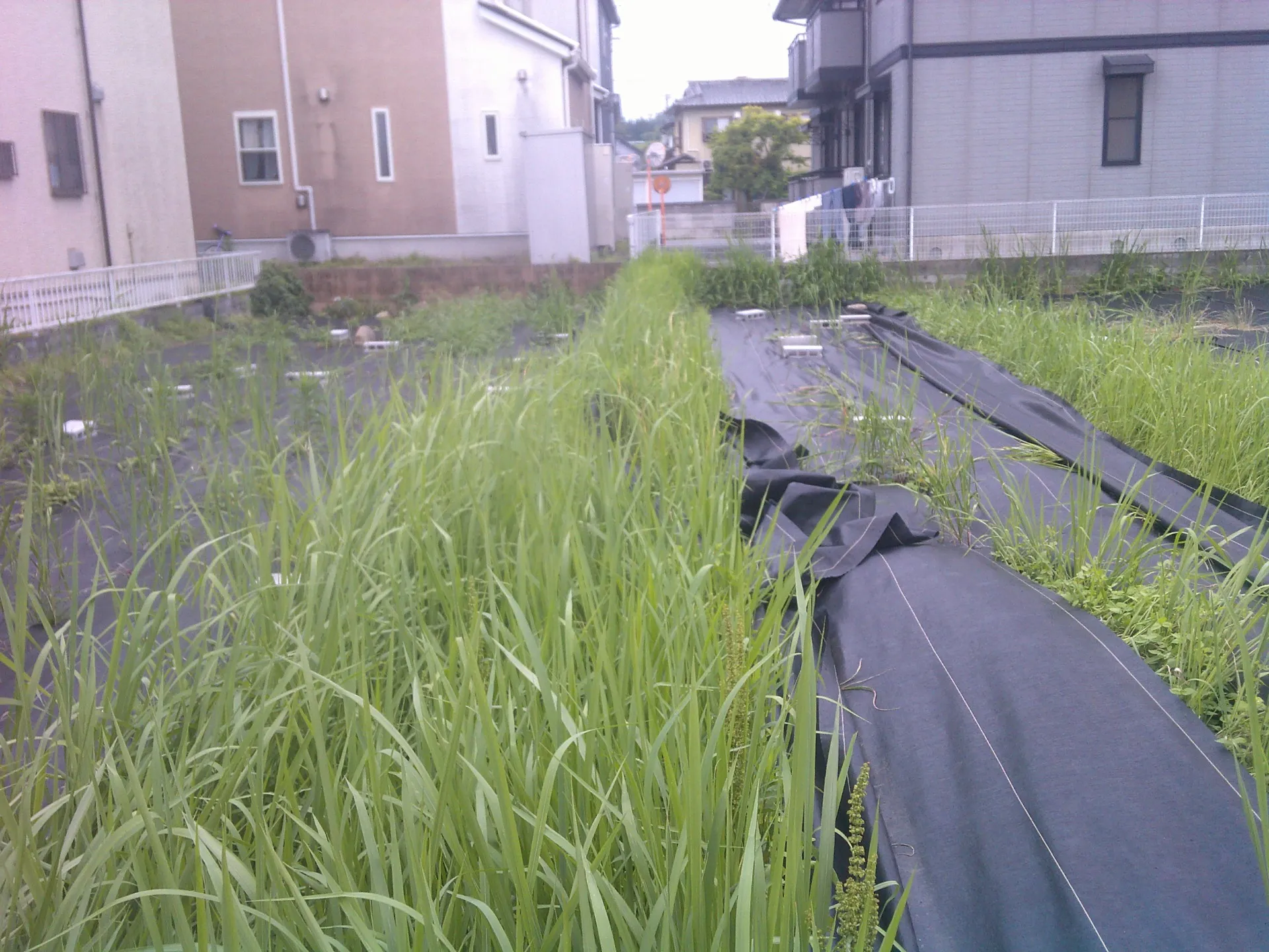 せっかく防草シートを敷置したのに。。。